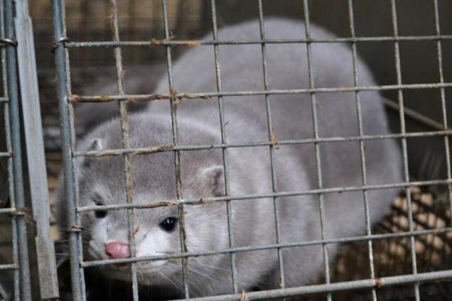 В Нидерландах животные массово заболели COVID-19