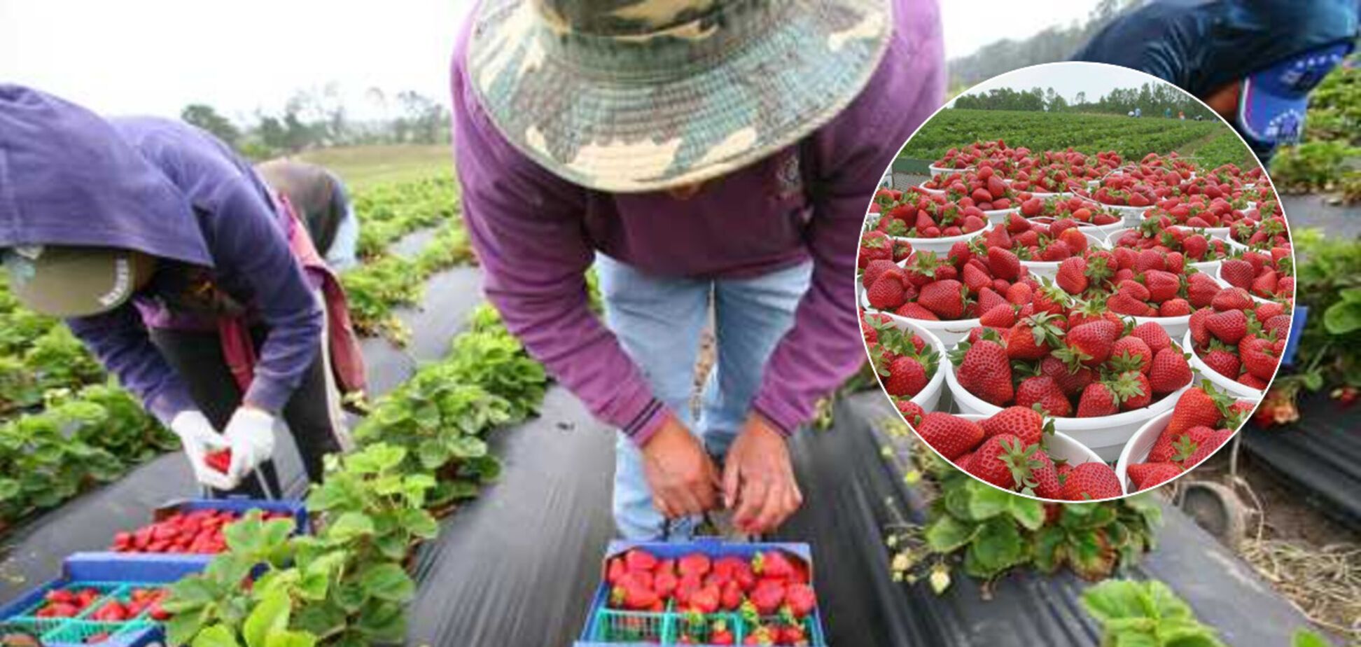 В Польше без украинцев пропадет весь урожай клубники: заробитчане не могут выехать из-за карантина