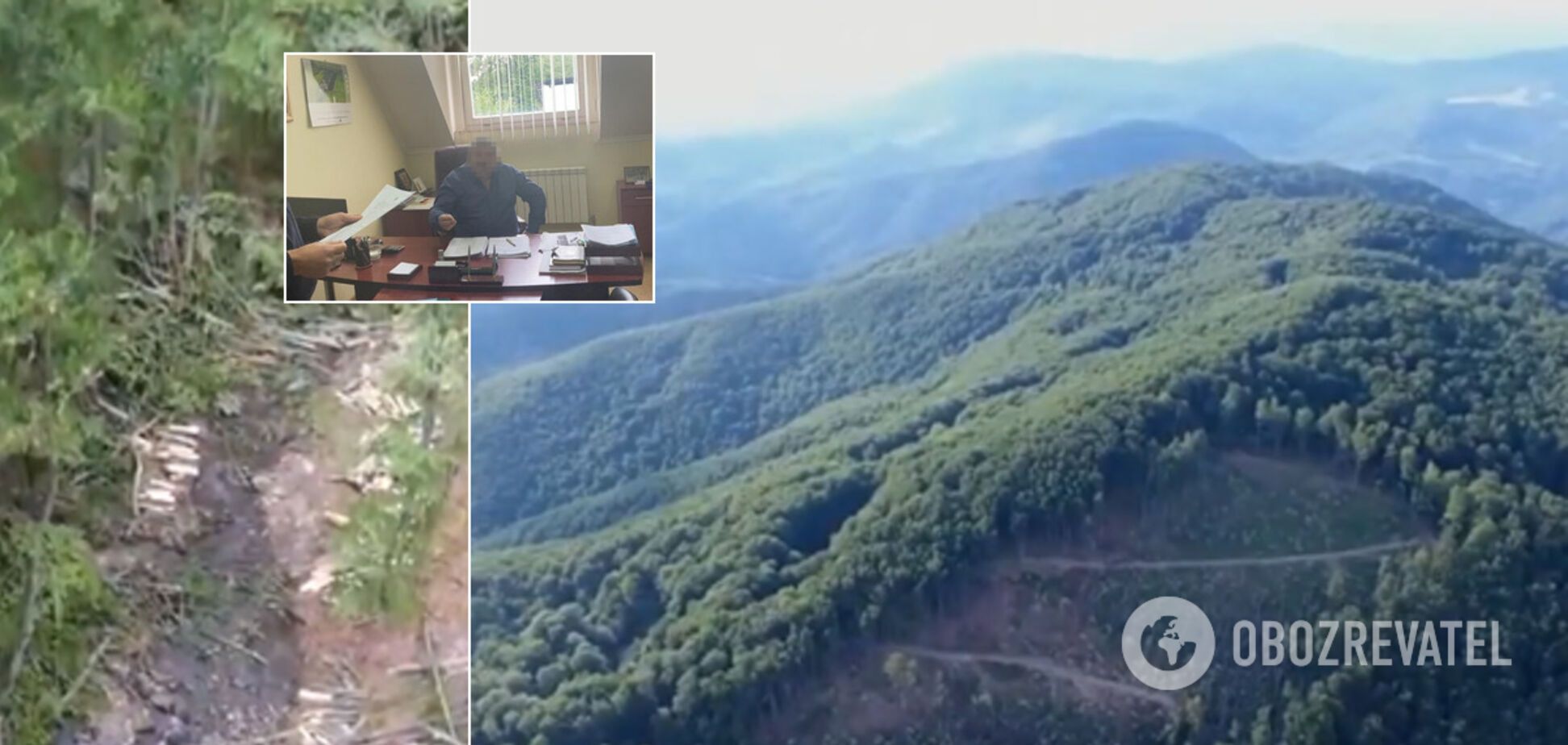 Топчиновники держлісництв на Закарпатті влаштували масштабну вирубку лісу. Відео