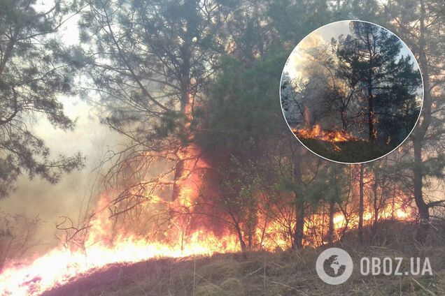 Під Одесою спалахнула масштабна лісова пожежа. Фото і відео