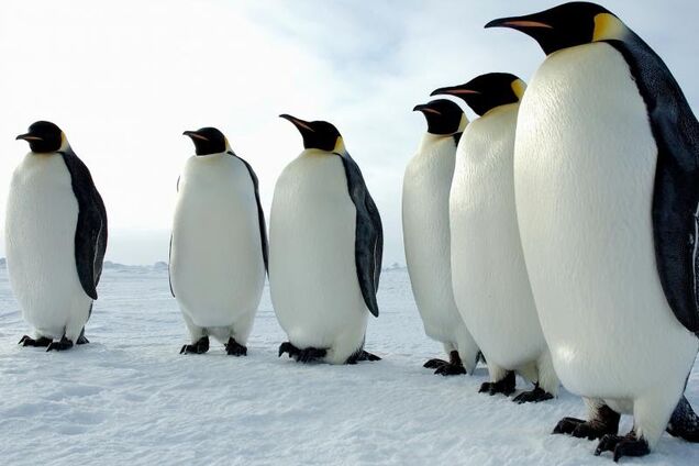 Цікаві факти про пінгвінів. Шпаргалка для уроку біології за 7 клас