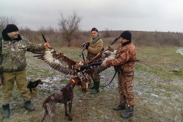 На Одесщине полицейские-браконьеры убили краснокнижного беркута