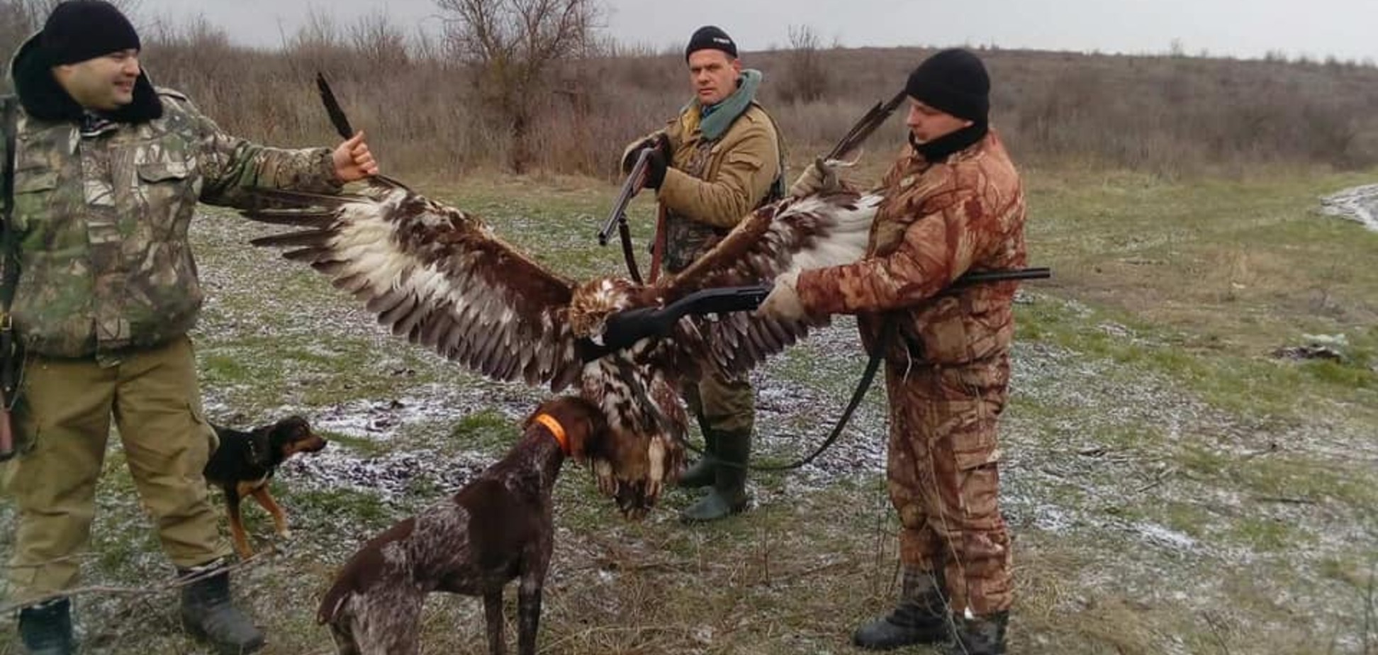 На Одещині поліцейські-браконьєри вбили червонокнижного беркута