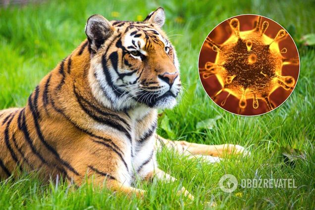 Тигр вперше заразився коронавірусом: медики попередили про нову небезпеку