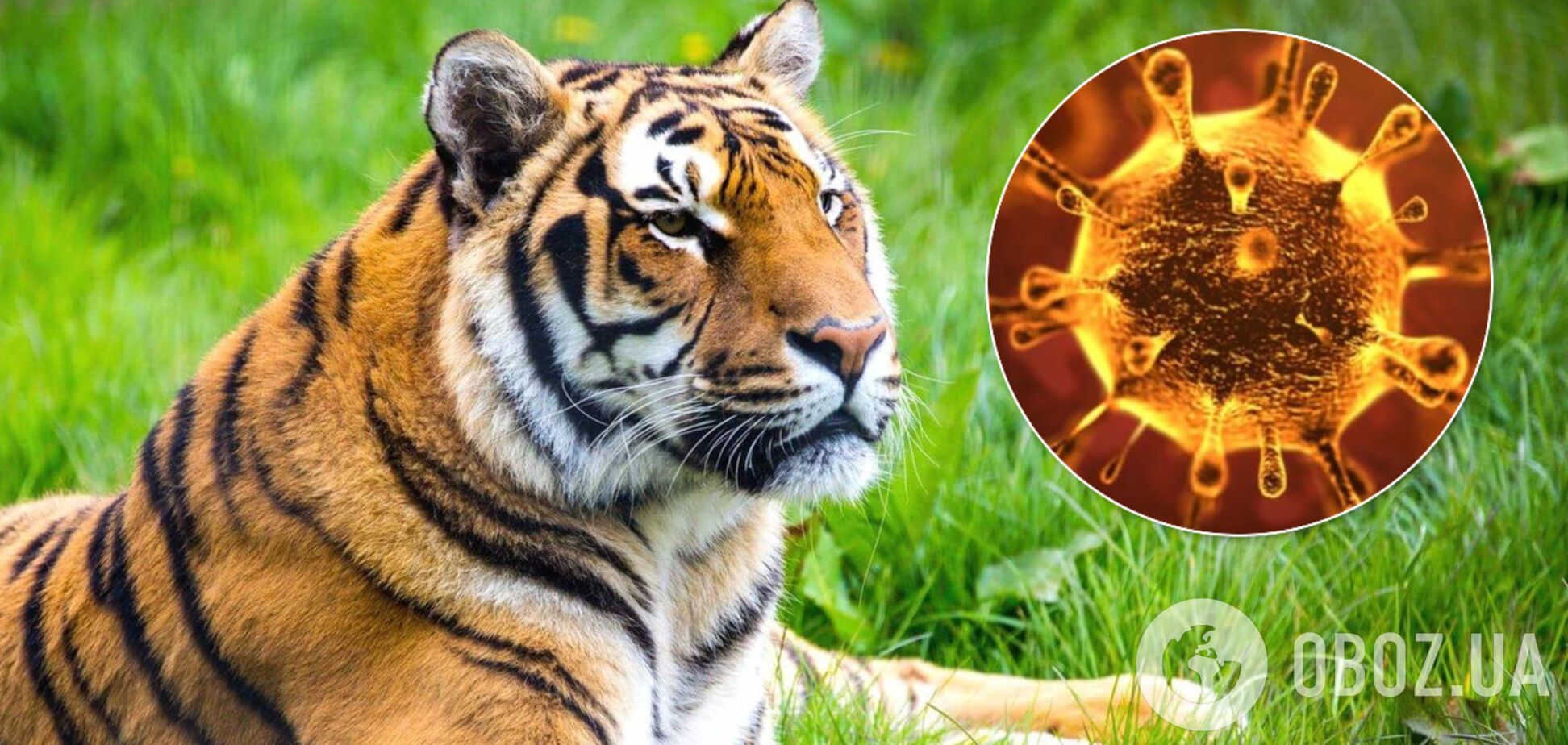 Тигр впервые заразился коронавирусом: медики предупредили о новой опасности