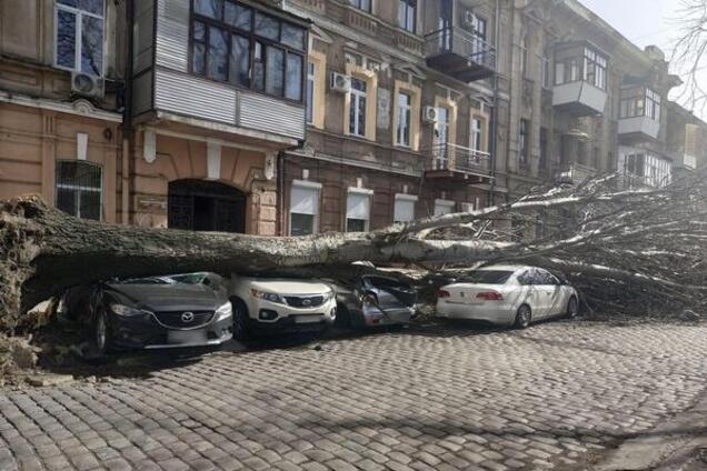 Одесситка отсудила у мэрии 6 тыс. долларов за раздавившее ее автомобиль дерево