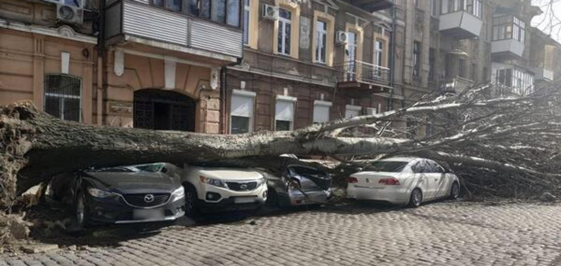 Одесситка отсудила у мэрии 6 тыс. долларов за упавшее на ее автомобиль дерево