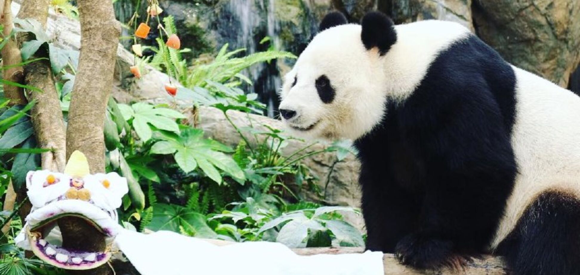 Як коронавірус впливає на природу: в зоопарку Гонконгу вперше за 10 років почали розмножуватися панди
