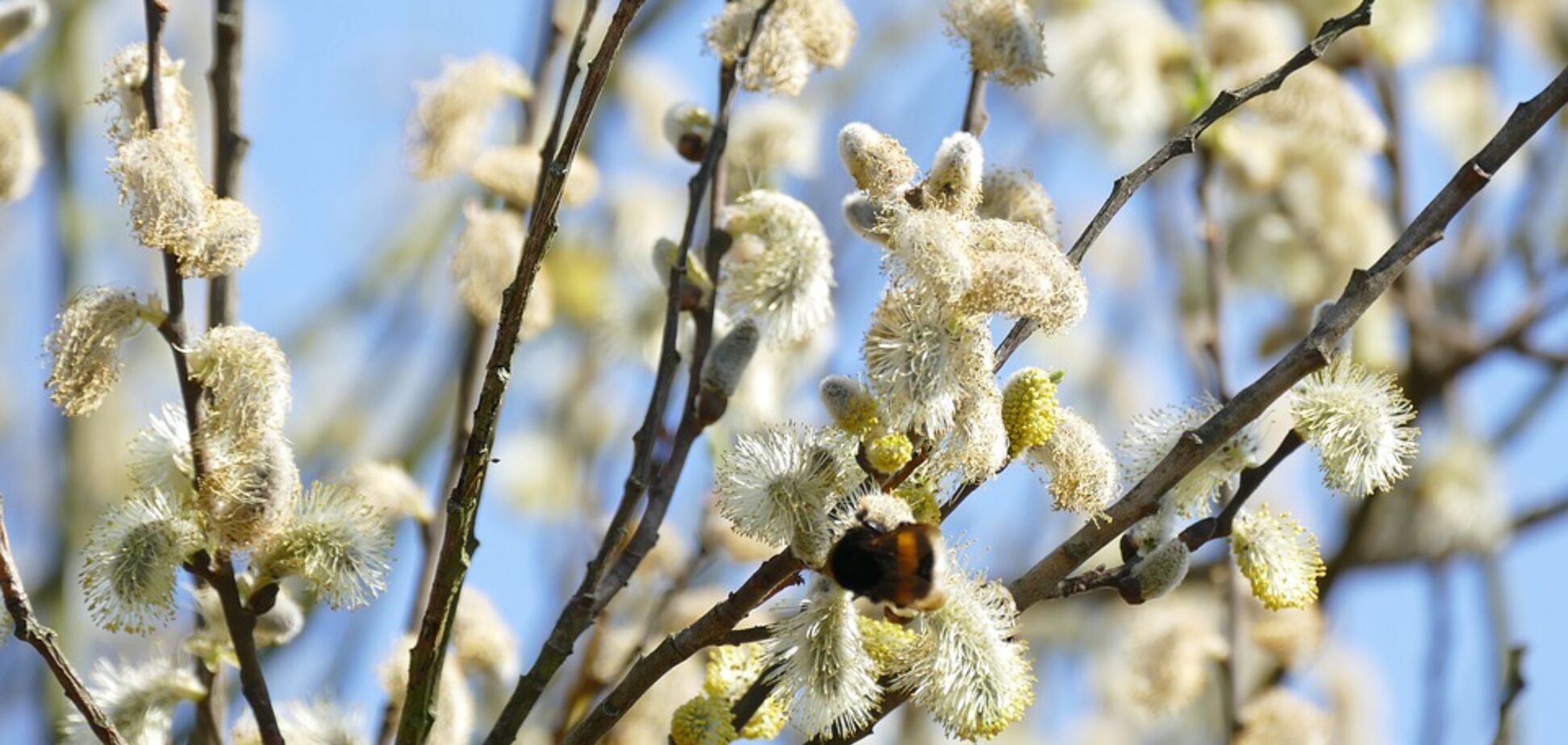 Лазарева субота 2020: чого не можна робити і як молитися у свято
