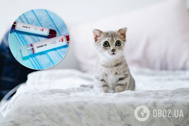 Хворі на COVID-19 і коти: з'явилися несподівані поради від британських ветеринарів