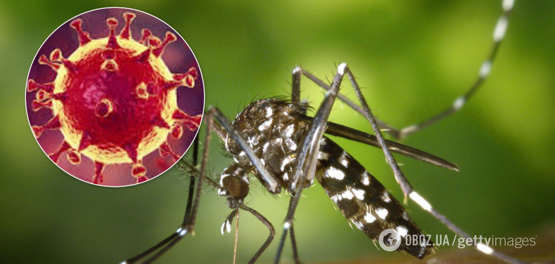 Комары переносят коронавирус: Комаровский дал ответ
