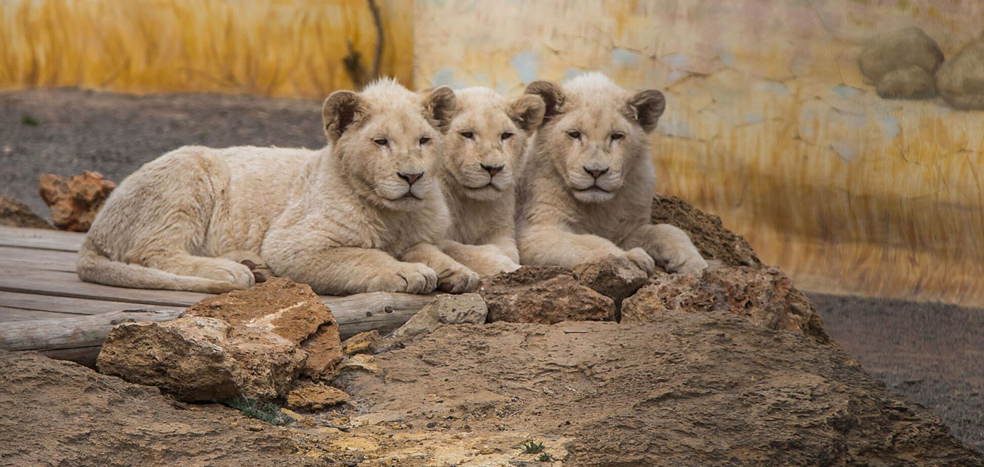 Одесский контактный зоопарк просит денег на корм животным