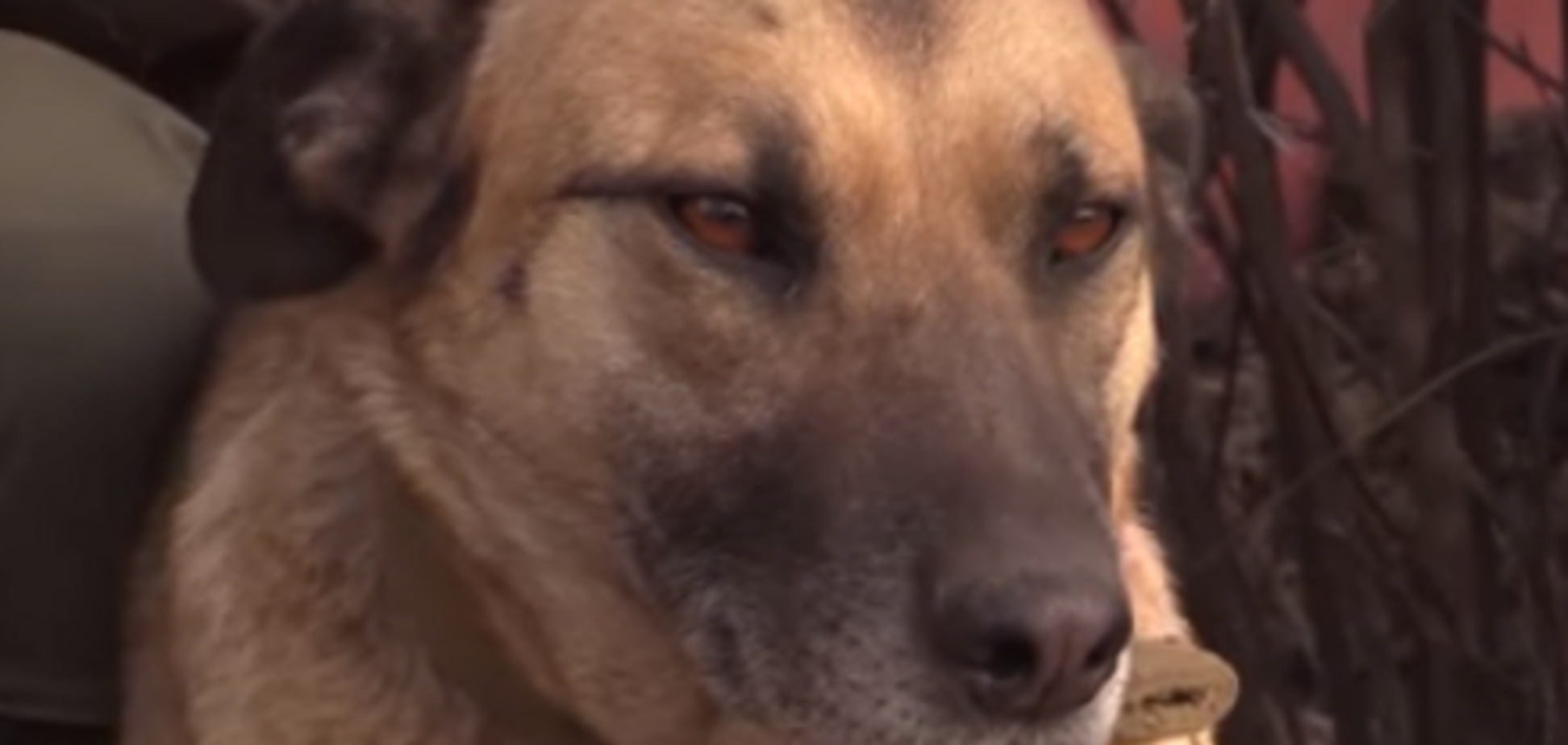 Собака Настя