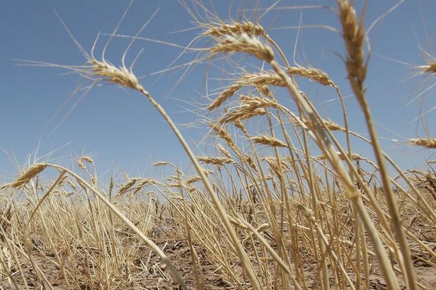 Втратив весь урожай через посуху: в Одеській області фермер покінчив життя самогубством