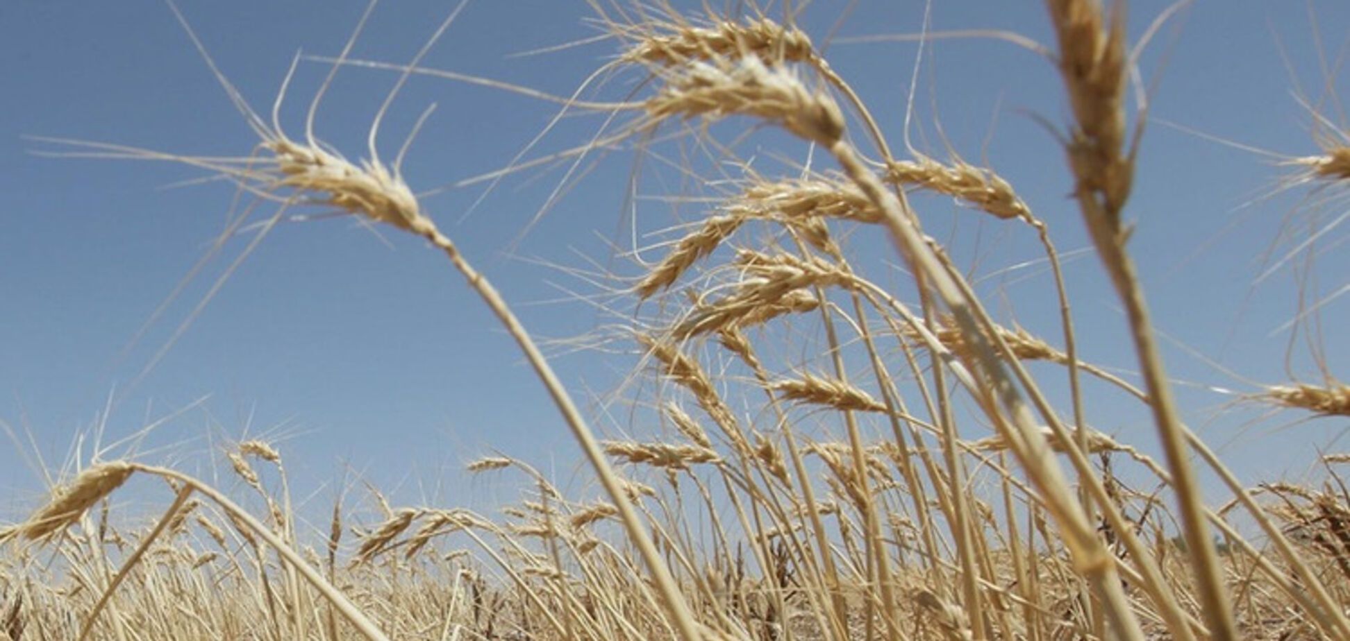 Втратив весь урожай через посуху: в Одеській області фермер покінчив життя самогубством