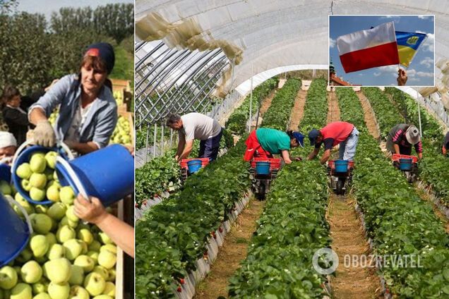 Польща опинилася на межі катастрофи без українських заробітчан