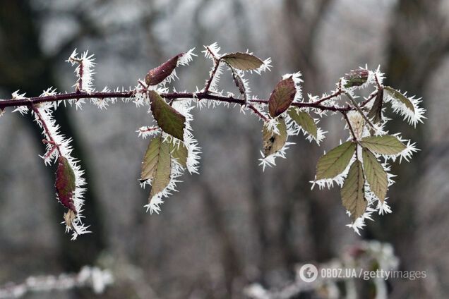 Пойдет холод: синоптик назвала дату заморозков в Украине