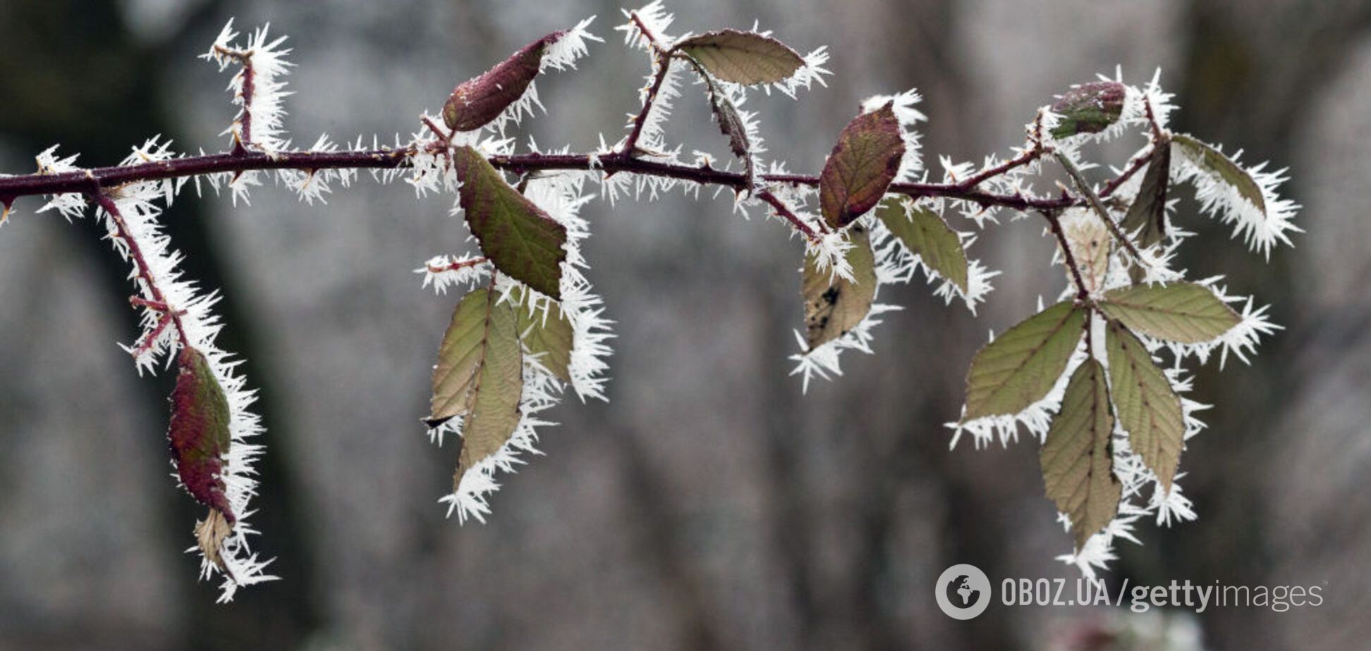 Піде холод: синоптикиня назвала дату заморозків в Україні