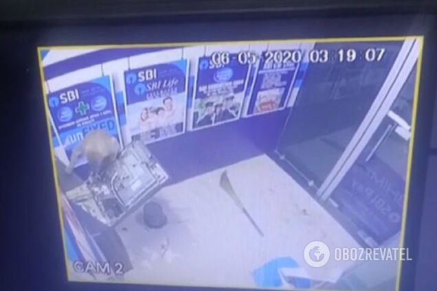 Поліція спантеличена: в Індії мавпа-"ведмежатник" легко розкрила банкомат. Курйозне відео