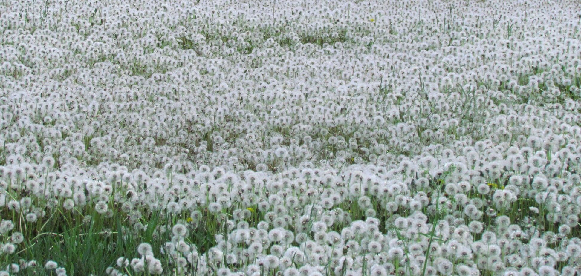 На Днепропетровщине обнаружили 'долину одуванчиков': невероятные фото