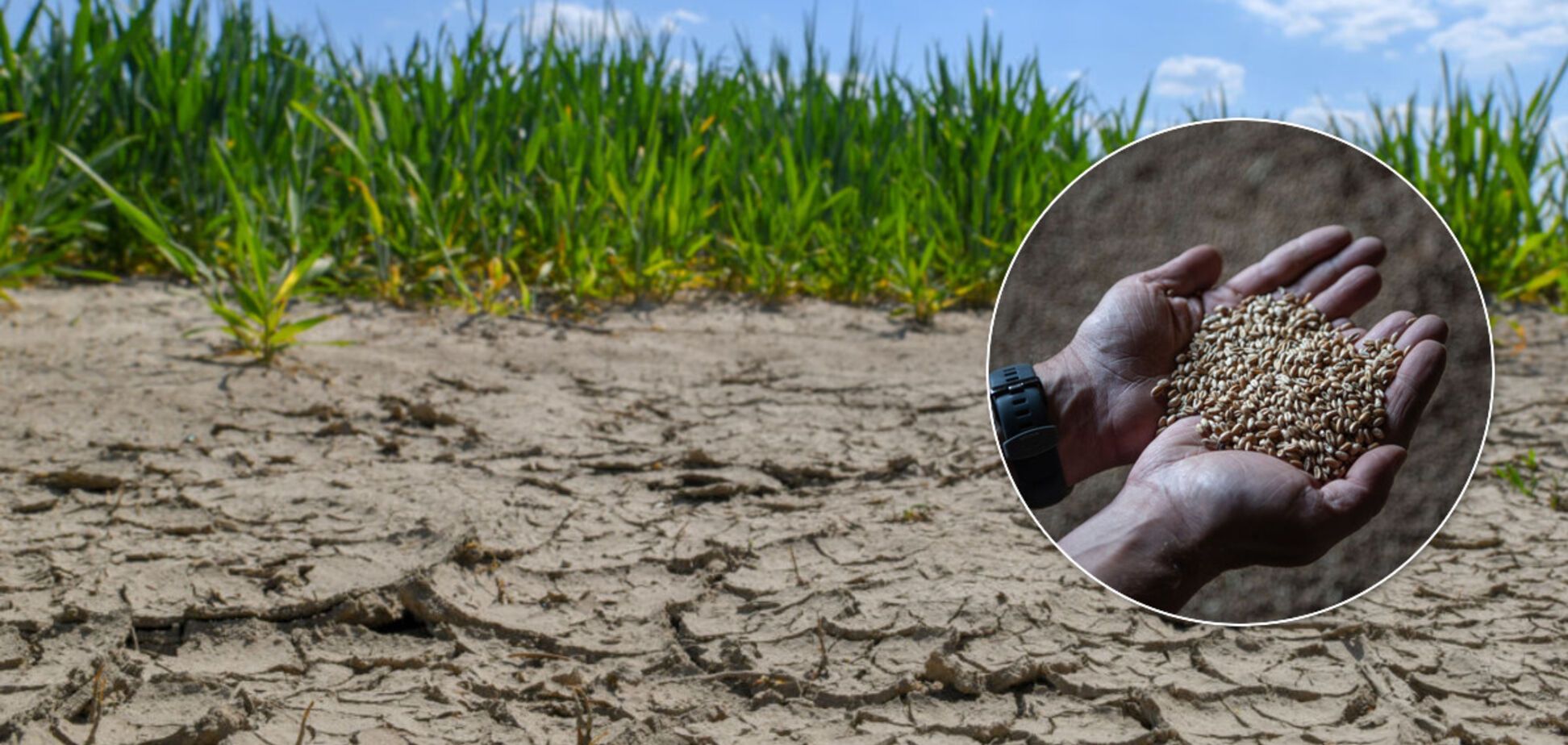 Найсильніша за 20 років посуха в Україні призвела до катастрофи з урожаєм. Земля перетворилася на пил, а фермери вдаються до самогубств