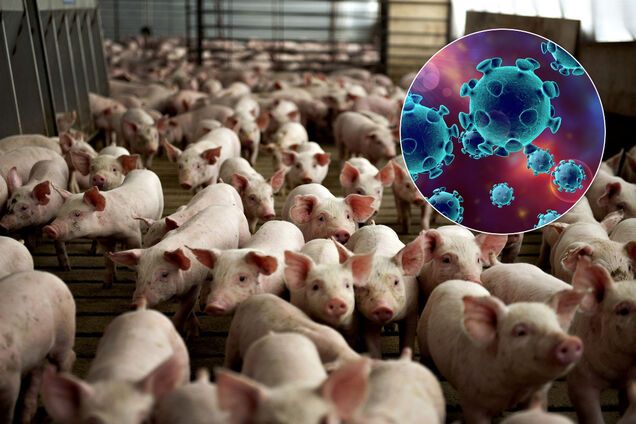 'Люди голодуватимуть': у США через COVID-19 доведеться вбити тисячі свиней