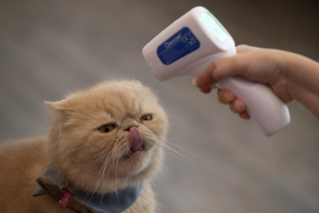 Люди під питанням: у США дізналися, що коти можуть заражати один одного COVID-19