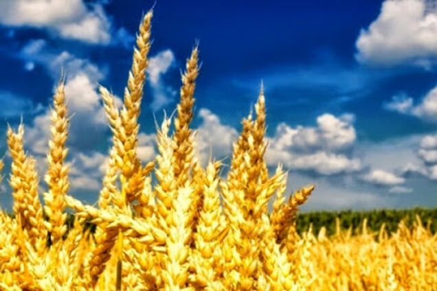 Книга, яка викликає у російських імперіалістів важку форму коронавірусу