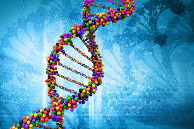 ДНК і гени: будова і функції
