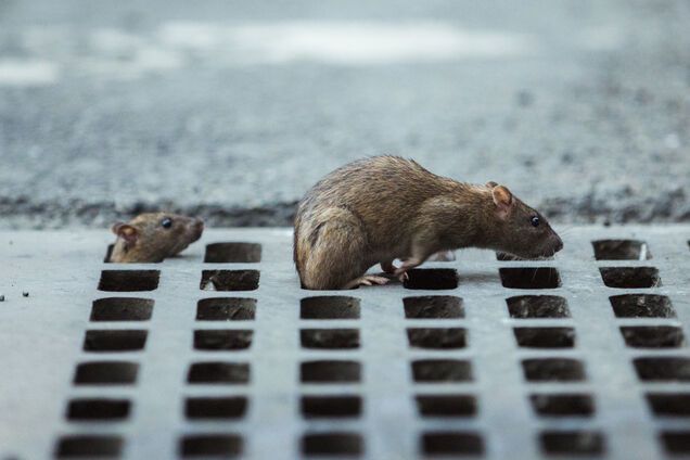 Крысы заражают людей гепатитом: ученые заговорили о новой угрозе для всего мира