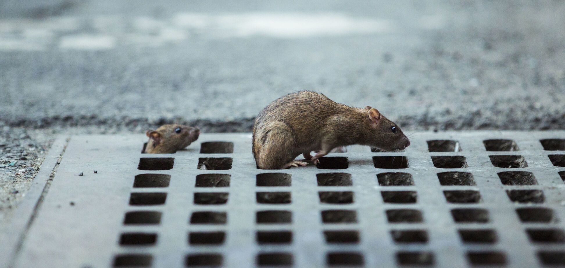 Крысы заражают людей гепатитом: ученые заговорили о новой угрозе для всего мира