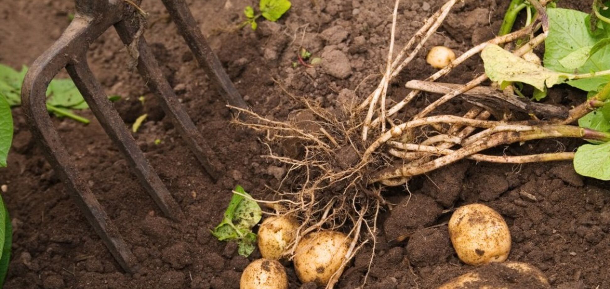 Травневі заморозки вдарять по головному українському продукту: метеорологи забили на сполох