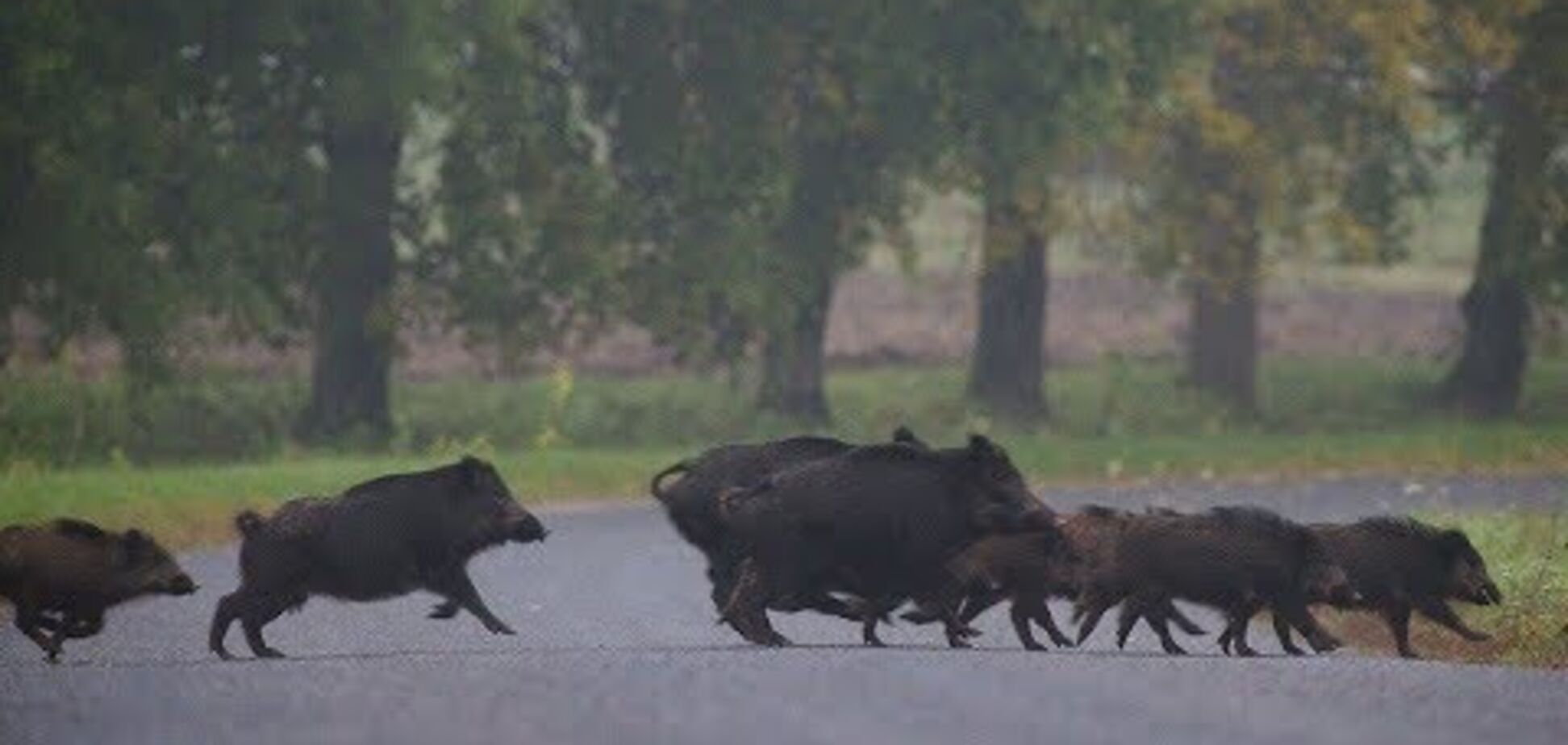 У Дніпрі на набережній гуляла зграя диких кабанів. Відео