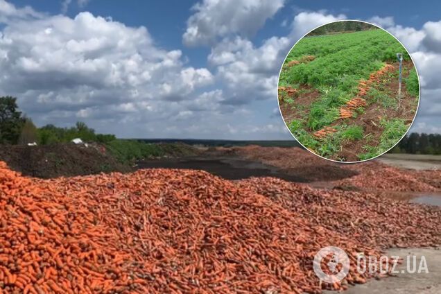 У Київській області на звалище викинули гори моркви: фото та відео шокували українців