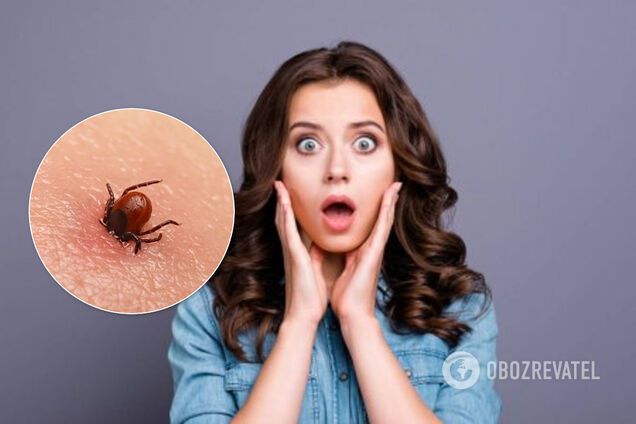 Дніпро атакують кліщі: чим небезпечно і як уберегтися