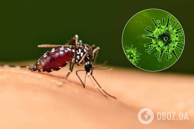 Переносят ли COVID-19 мухи и комары: в МОЗ дали четкий ответ