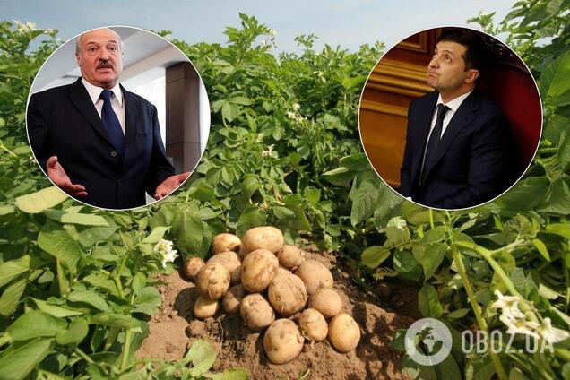 В Україні молоду картоплю можуть залишити гнити на полях