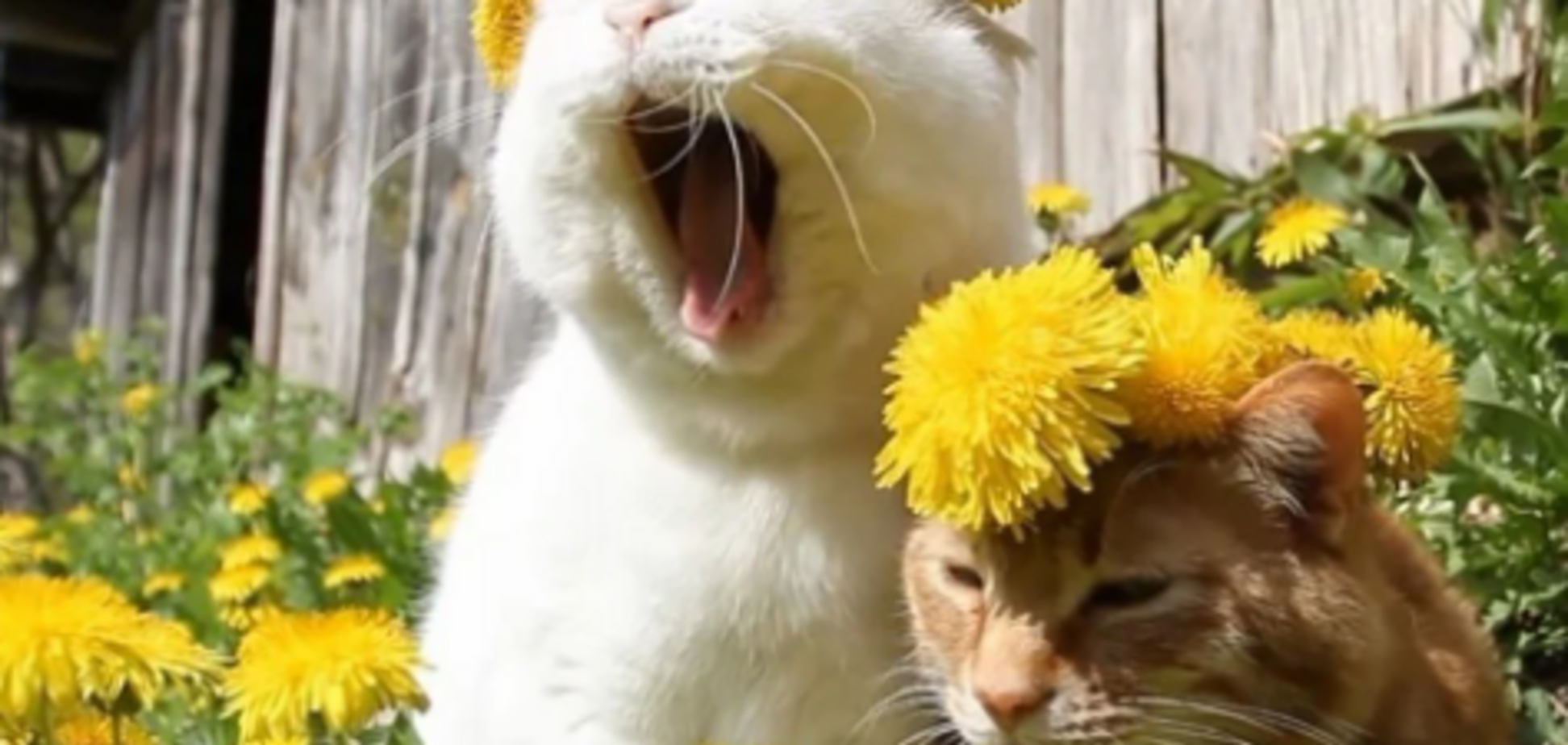 Погода в Україні