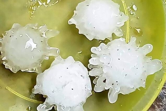 Коронавирусный град в Мексике