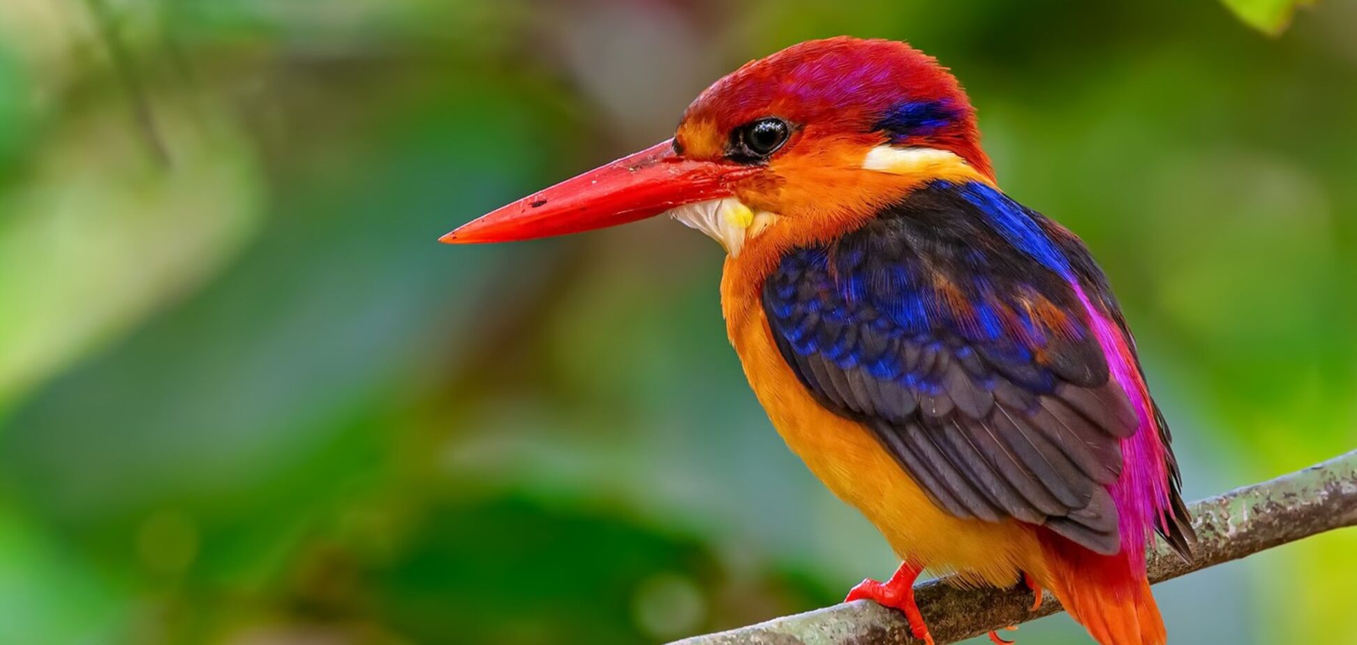 10 редких птиц удивительной красоты: фотоподборка