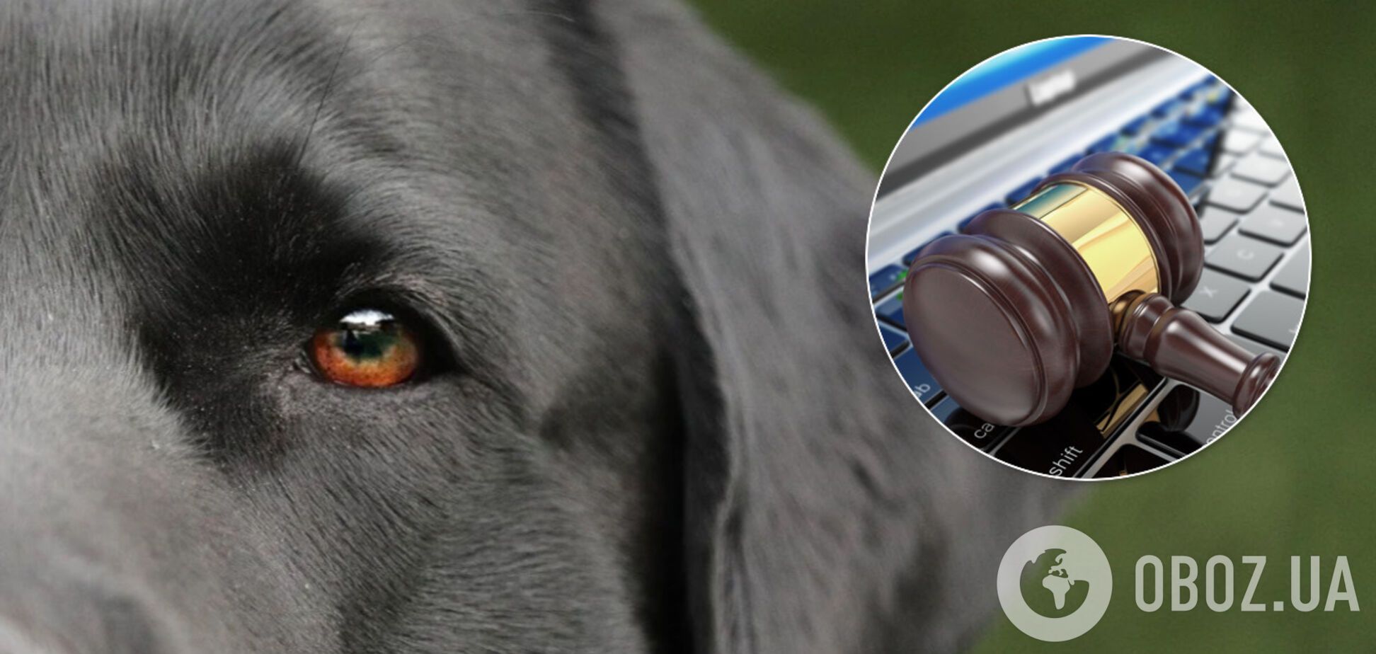 В Украине с молотка продадут собак должников. Фотофакт