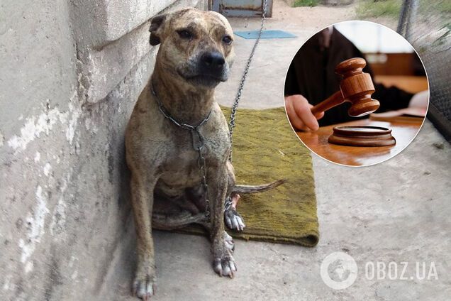 В Украине на аукцион выставили собак: министр рассказал предысторию вирусного фото