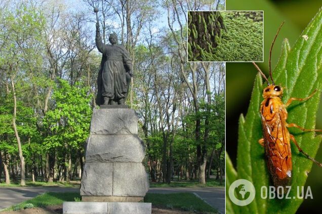 Мільйони гусениць 'захопили' центральний парк в Дніпрі. Відео