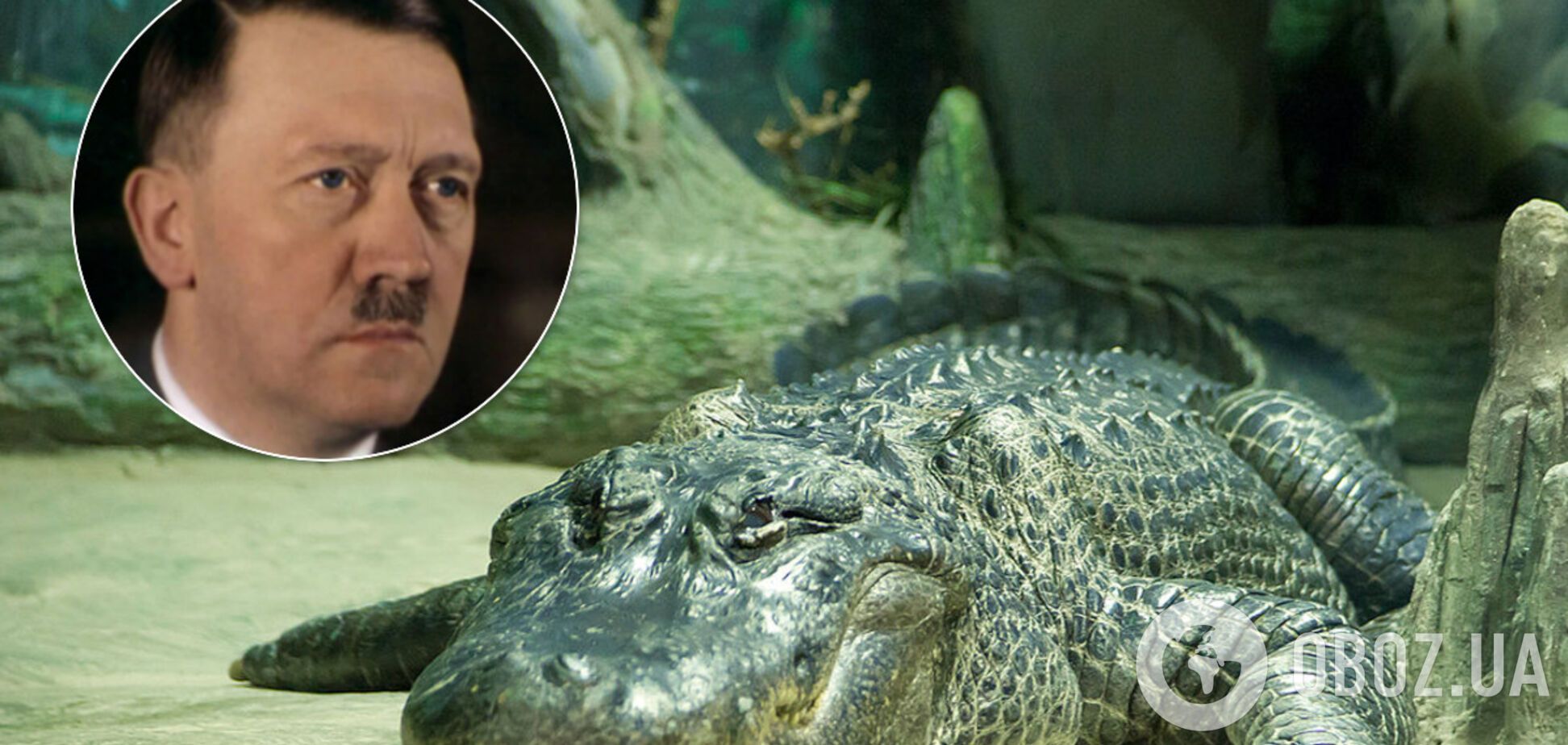 В России заявили о смерти 'личного аллигатора Гитлера' и получили ответ