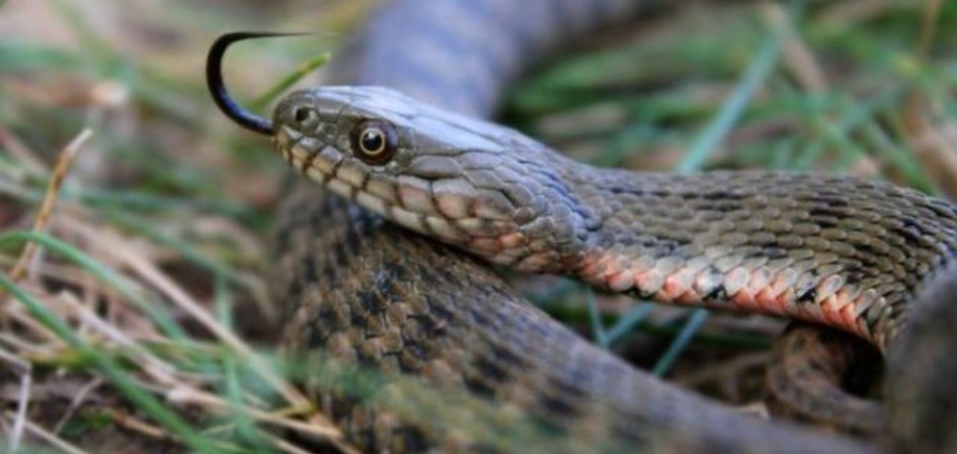 В Днепре змеи оккупировали набережную: в сеть попали фото