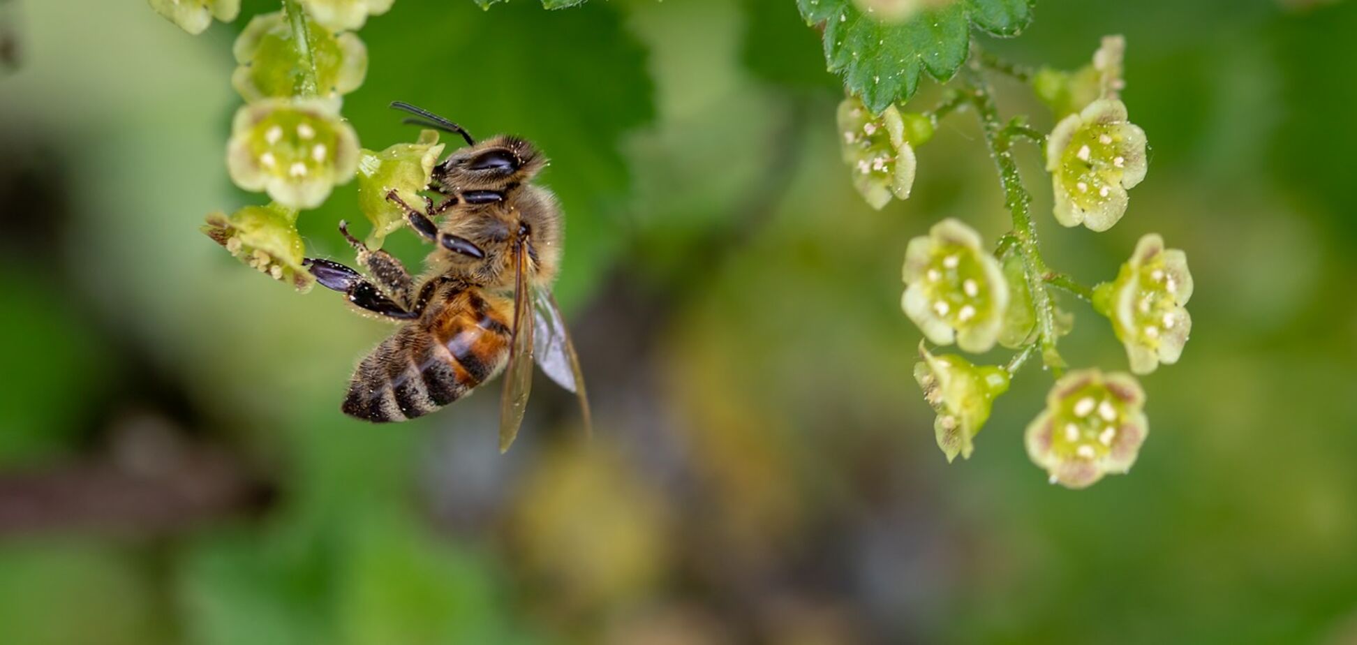 Масовий мор бджіл в Україні: експерти знайшли сліди 'хімічної зброї'