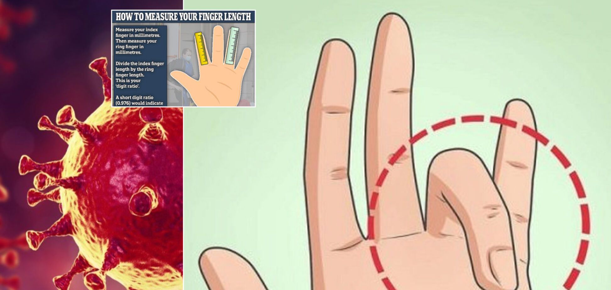 Вчені вивели закономірність між довжиною безіменного пальця і рівнем смертності від COVID-19