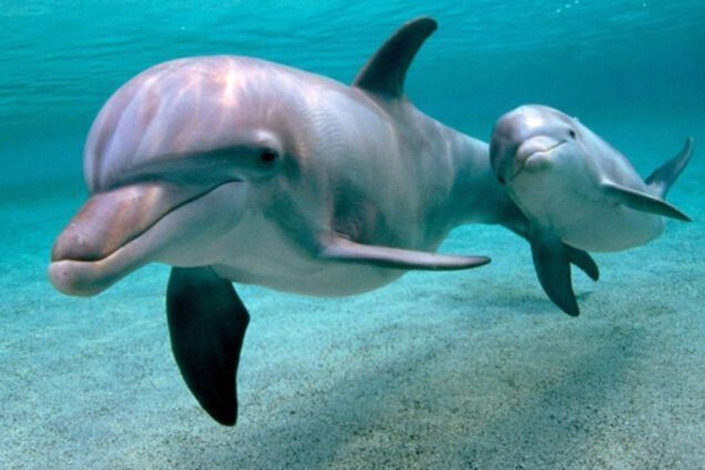 Дельфины: образ жизни и питание