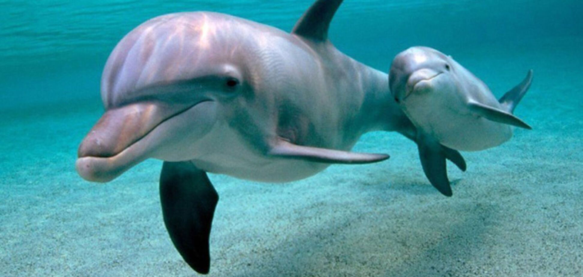 образ жизни дельфинов
