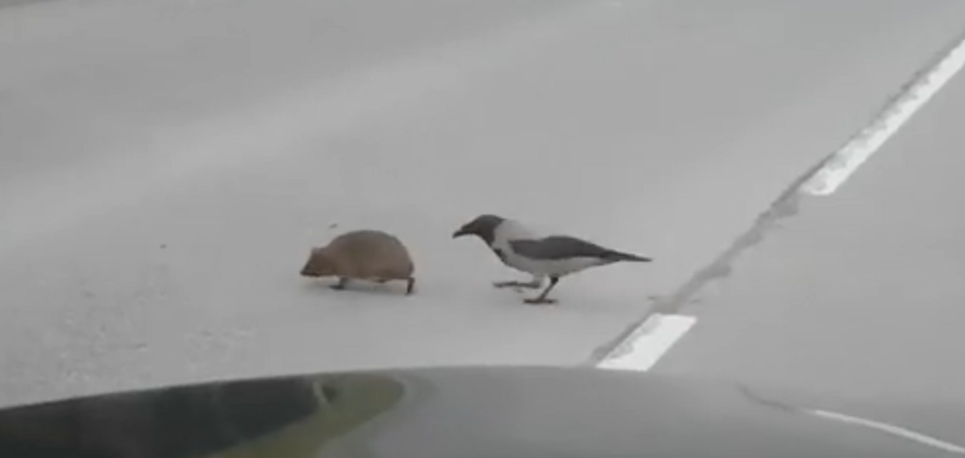 Видео с вороной и ежом на дороге стало хитом интернета